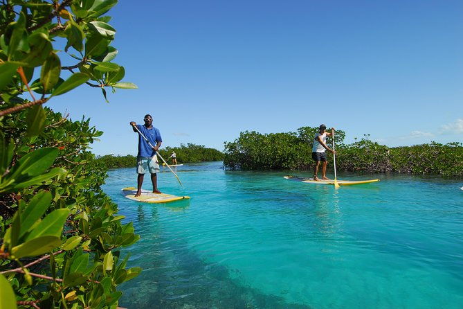 stand-up-paddleboard-eco-tour