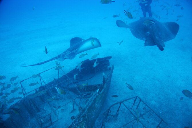 submarine-tour-tenerife-a-1-hour-underwater-experience-2