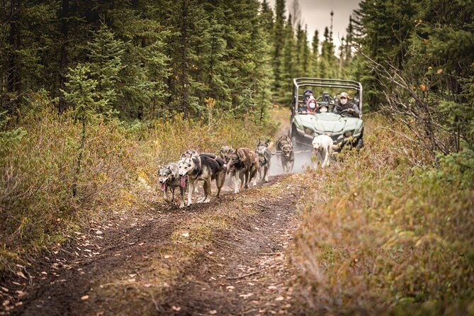 summer-mushing-cart-ride-kennel-tour