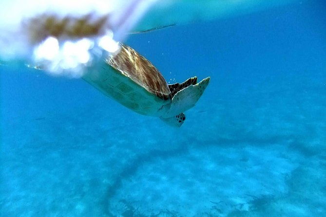 sunday-funday-turtle-cove-snorkel-water-island-beach-excursion