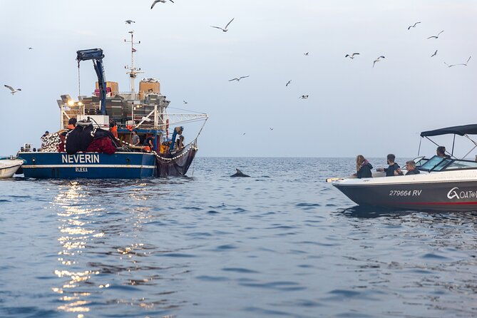 sunrise-dolphins-fishermen-at-work-speedboat-tour-in-rovinj