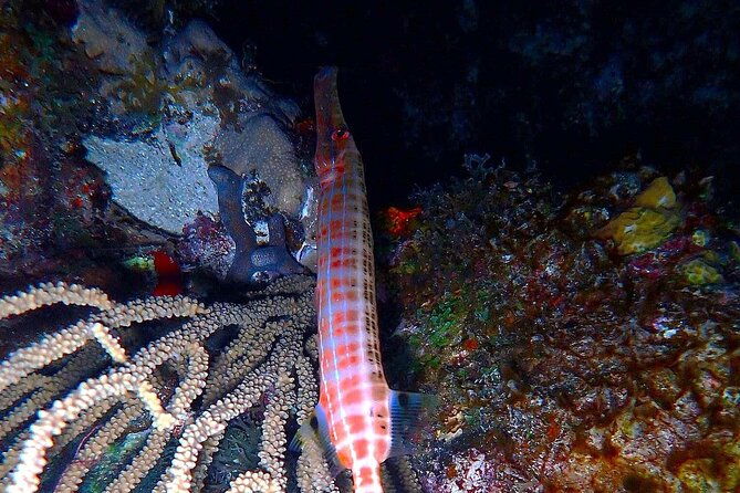 sunset-on-the-water-night-snorkeling-with-guide-in-st-thomas