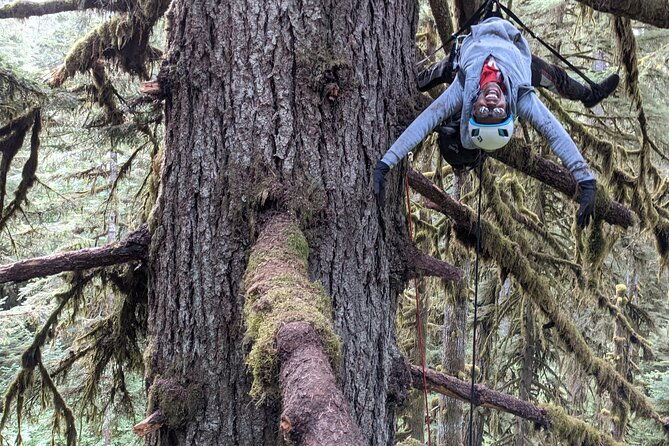 sunset-tree-climb-at-silver-falls-state-park