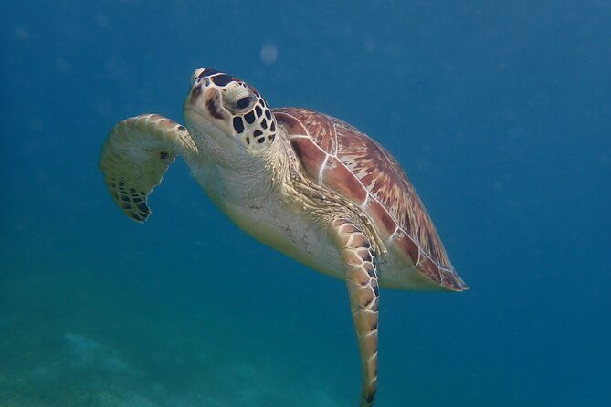 swim-with-turtles