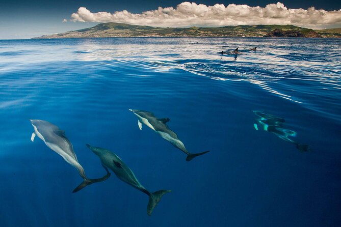 swimming-with-dolphins-in-terceira-island