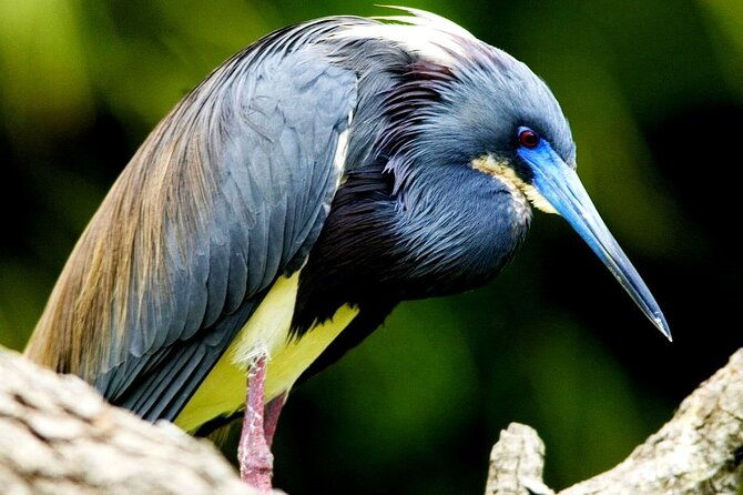tamarindo-estuary-tour