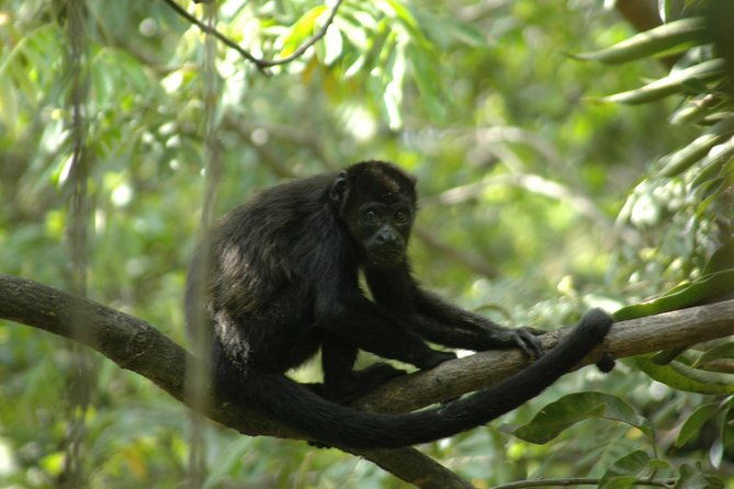 tamarindo-wildlife-estuary-boat-ride-tour-2-hours