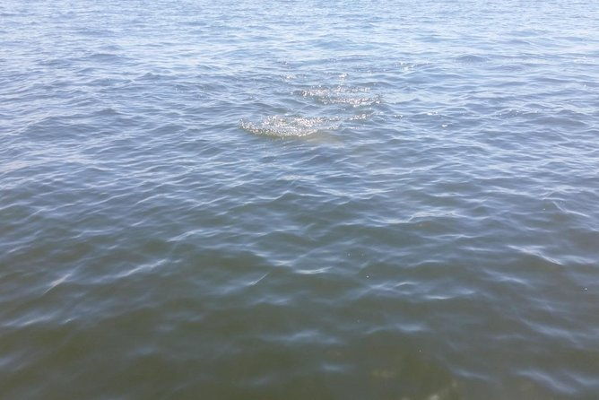 tampa-celebrity-homes-boat-tour-2