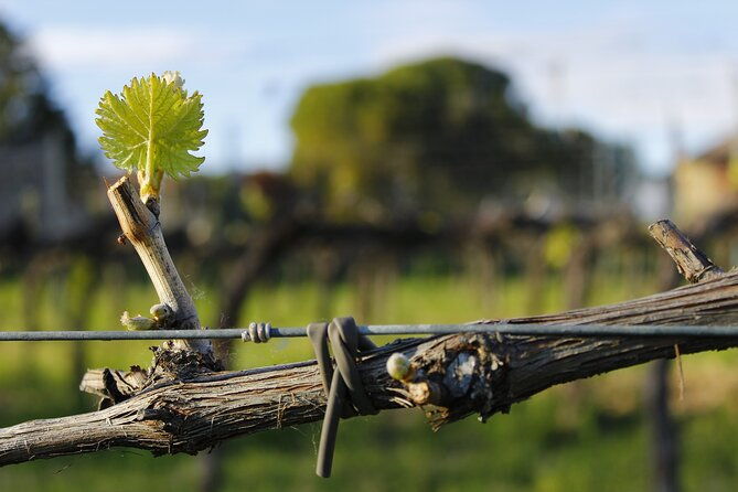 tasting-selection-of-4-wines-in-montefalco