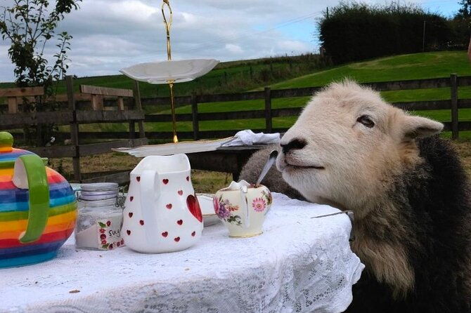 tea-with-naughty-sheep-2