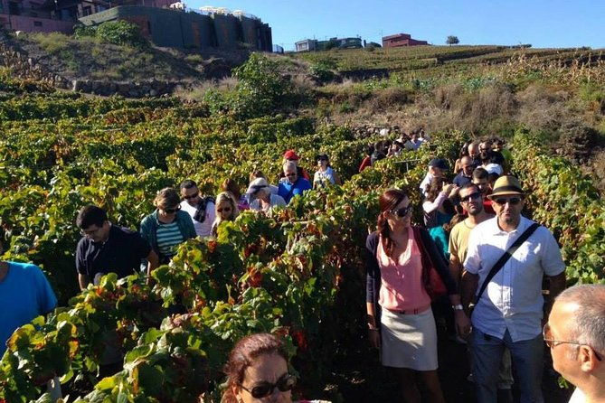 tenerife-gastronomy-tour-with-two-winery-visits-and-4-course-lunch