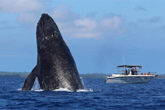 the-best-8-am-1-5-hour-whale-watching-tour