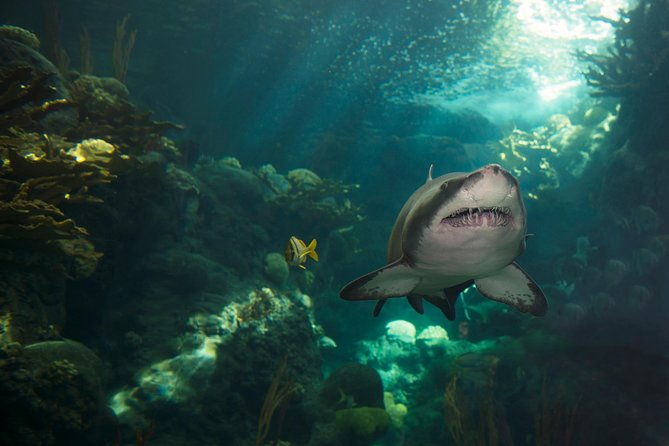 the-florida-aquarium-in-tampa-general-admission