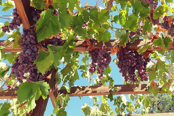 the-grape-escape-troodos-mountains-thru-wine-small-group-tour-7hrs