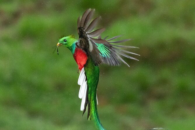 the-quetzal-tour-in-monteverde