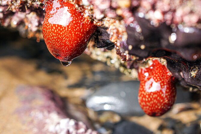 tide-pool-safari-in-monte-clerigo-beach
