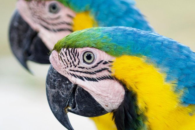 tour-to-and-from-the-aviary