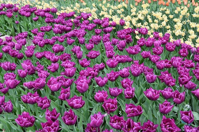 tour-to-giethoorn-and-keukenhof-tulip-fields-from-amsterdam-2