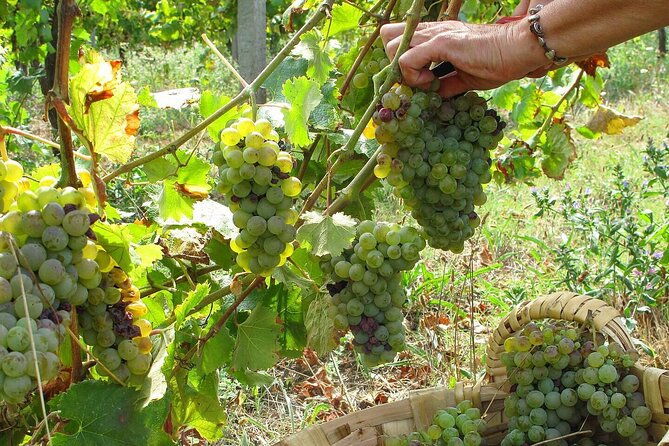 traditional-cooking-class-farm-tour-lunch-in-the-douro-valley