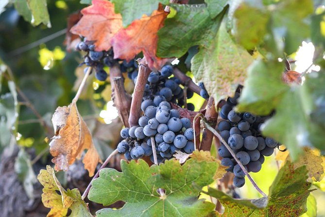 traditional-tour-vina-cousino-macul-official-spanish