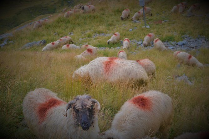 transfagarasan-vidraru-and-poenari-fortress-tour-from-sibiu