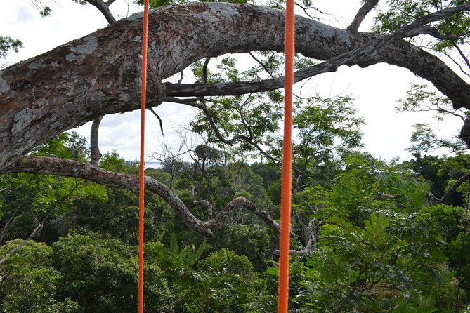 tree-climbing-in-the-amazon