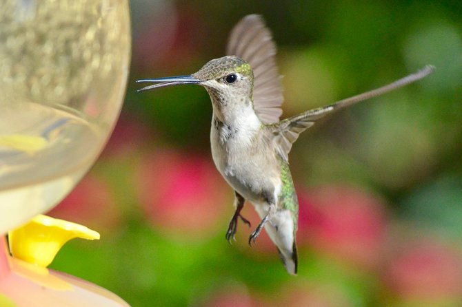 trinidad-nature-hummingbird-experience