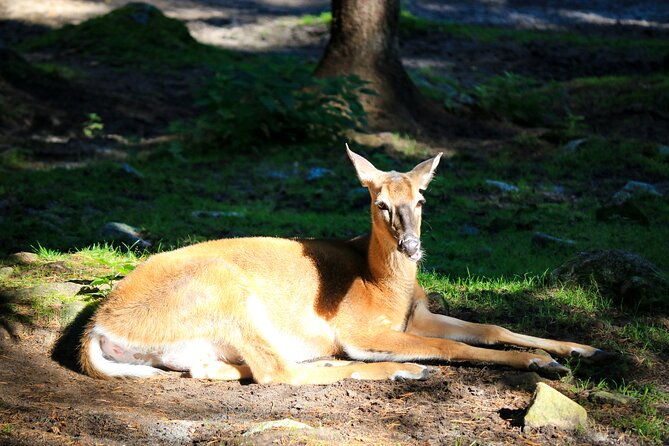 trip-to-ranua-wildlife-park-2