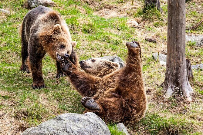 trip-to-ranua-wildlife-park