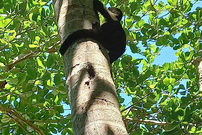 tropical-hike-in-the-gandoca-manzanillo-wild-life-refuge