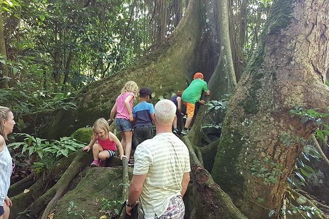 tropical-rain-forest-explorer-hike-in-st-kitts