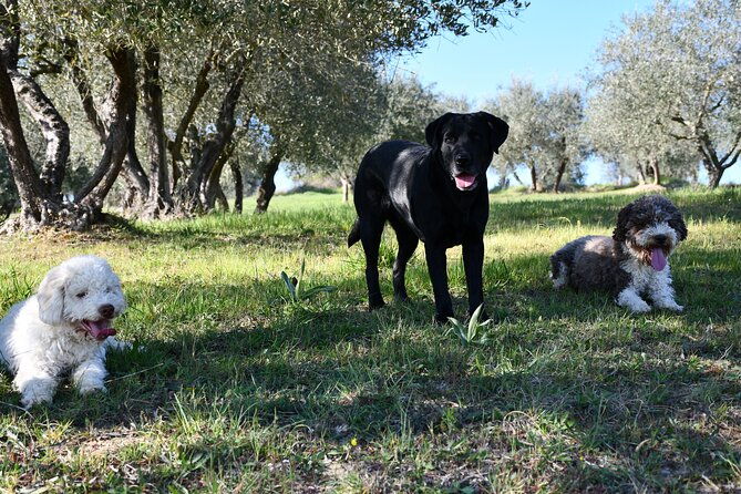 truffle-hunting-experience-siena-tartufi