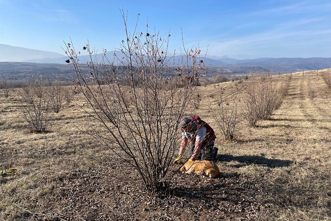 truffle-hunting-in-kyustendil