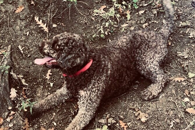 truffle-hunting-in-tuscany-2