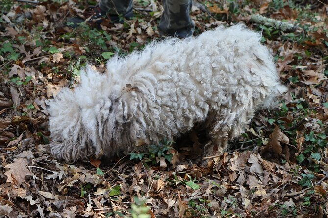 truffle-hunting-tasting-in-san-miniato-tuscany-with-dogs