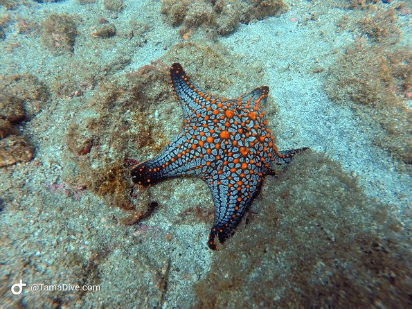 try-scuba-diving-basic-diver