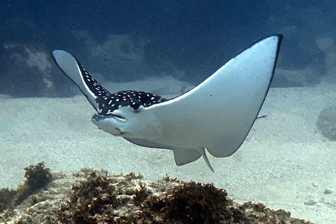 try-scuba-diving-in-kauai-from-a-boat-for-non-certified-divers