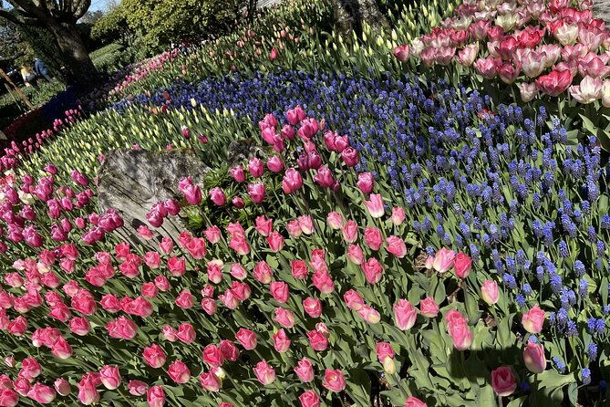tulip-festival-in-skagit-valley-tour-from-seattle