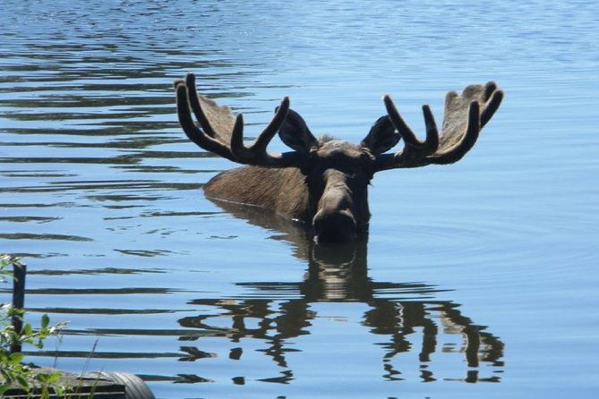 turnagain-arm-and-portage-valley-private-tour