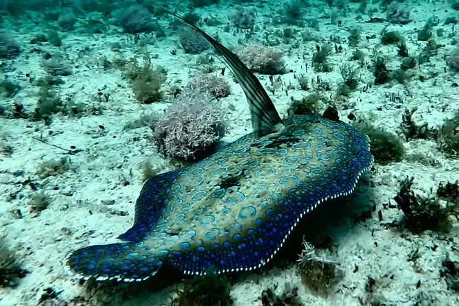 turtle-snorkeling-private-videography-tour
