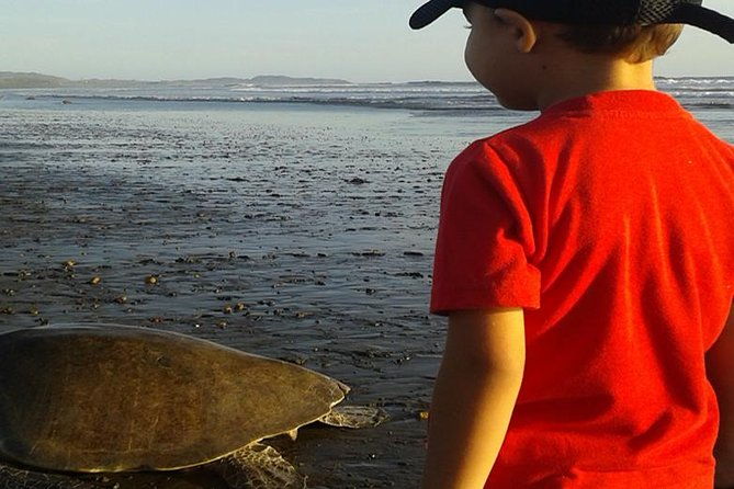 turtle-tour-near-samara-beach