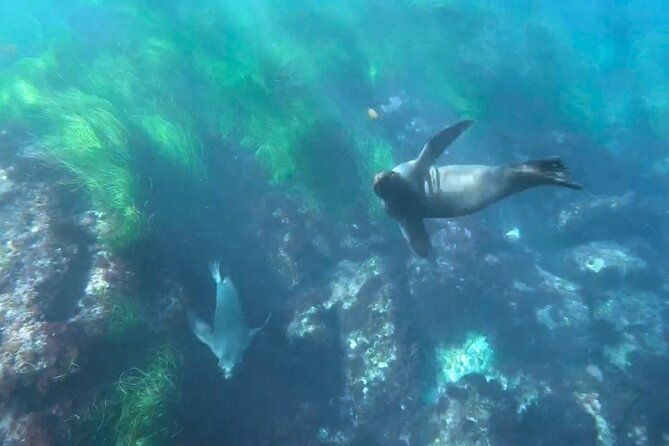 two-hour-kayak-and-snorkel-tour-for-two-in-la-jolla-2