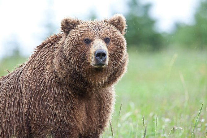 ultimate-alaskan-adventure-ocean-wildlife-to-interior-wilderness-9-day-8-nights