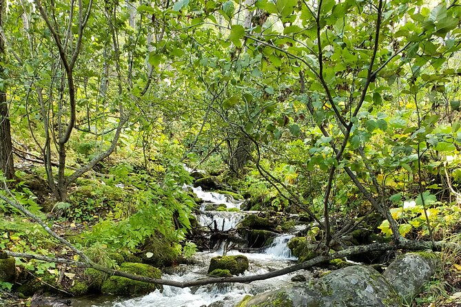 ultimate-anchorage-summer-wildlife-tour-2