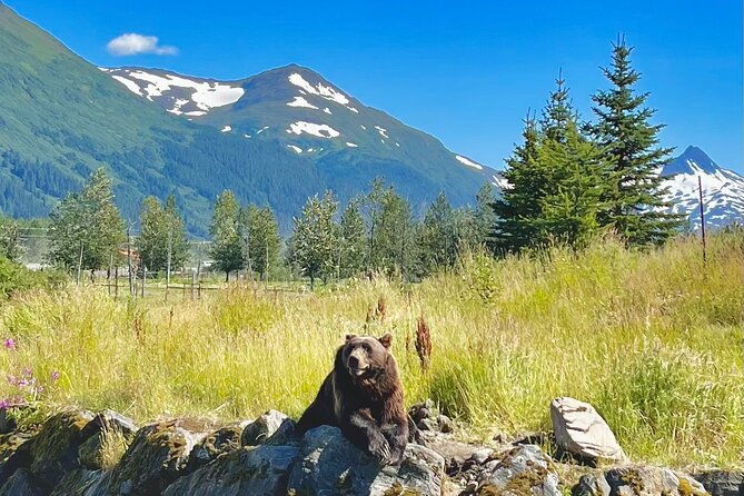 ultimate-anchorage-summer-wildlife-tour