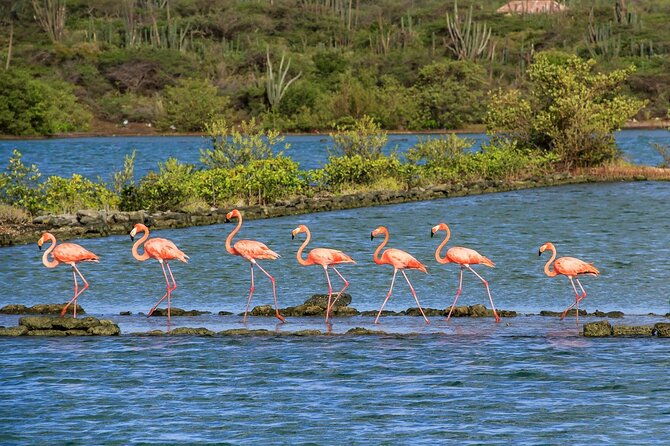 ultimate-full-day-private-tour-discover-all-curacao-highlights