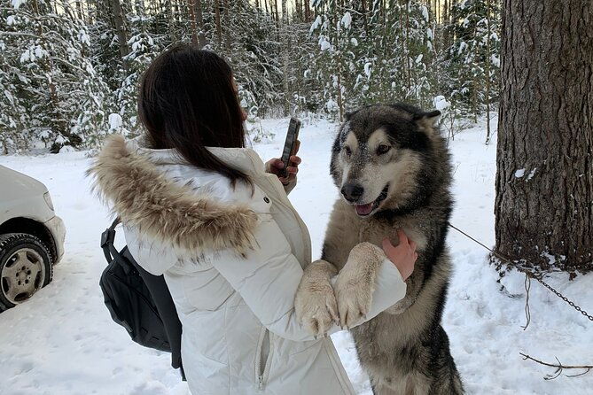 ultimate-husky-dog-sledding-experience-in-latvia-private-tour-from-riga