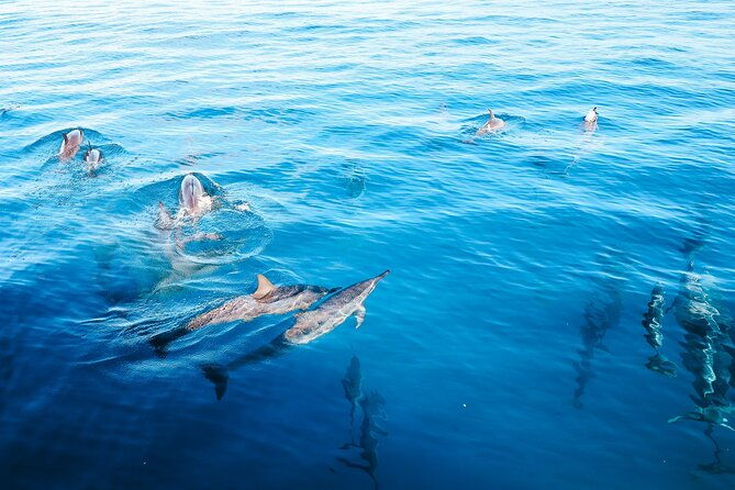 ultimate-kona-dolphin-watch-kealakekua-bay-snorkel