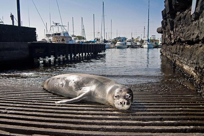 ultimate-ocean-encounters-midday-snorkel