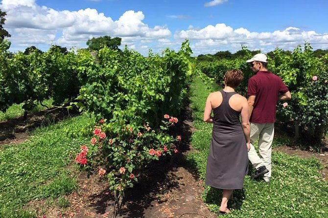 uruguay-winery-visit-and-lunch-with-wines
